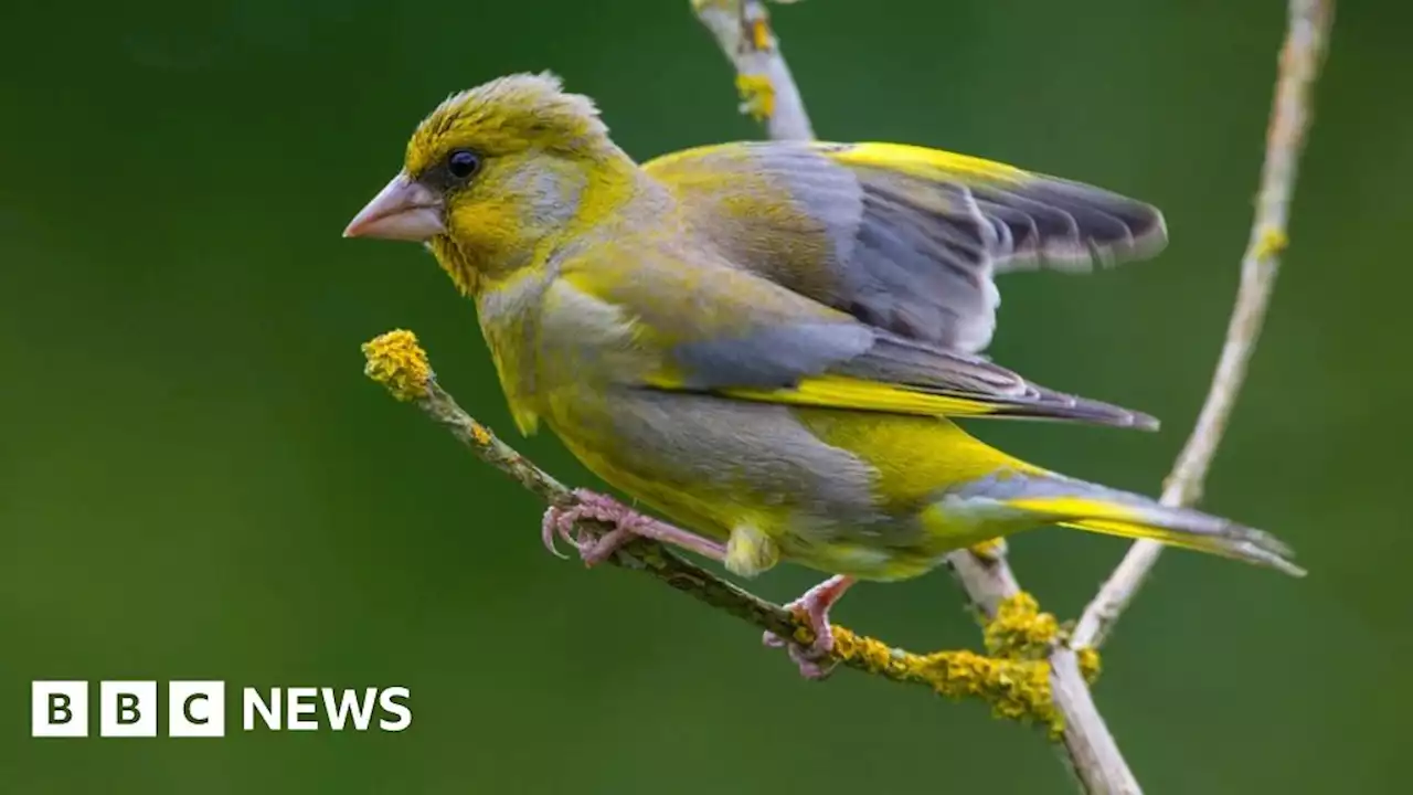 Only 3% of England under nature protection - report