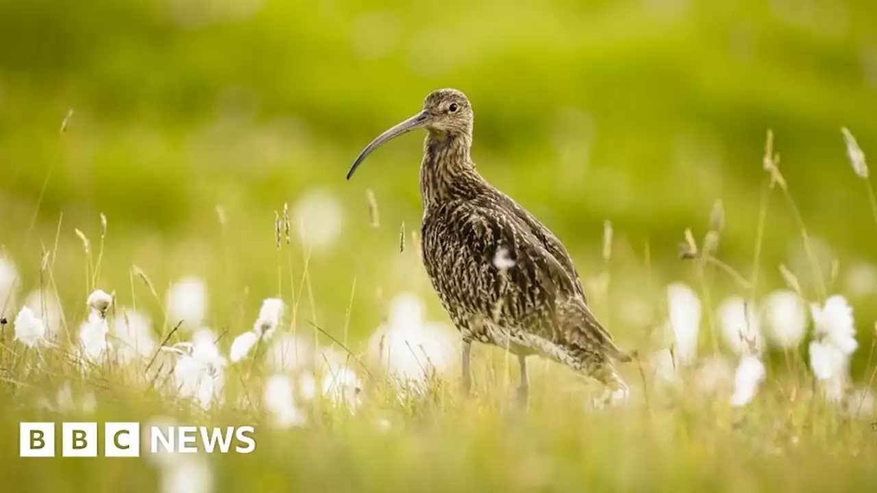 Rare wader populations 'stable' in east Cairngorms