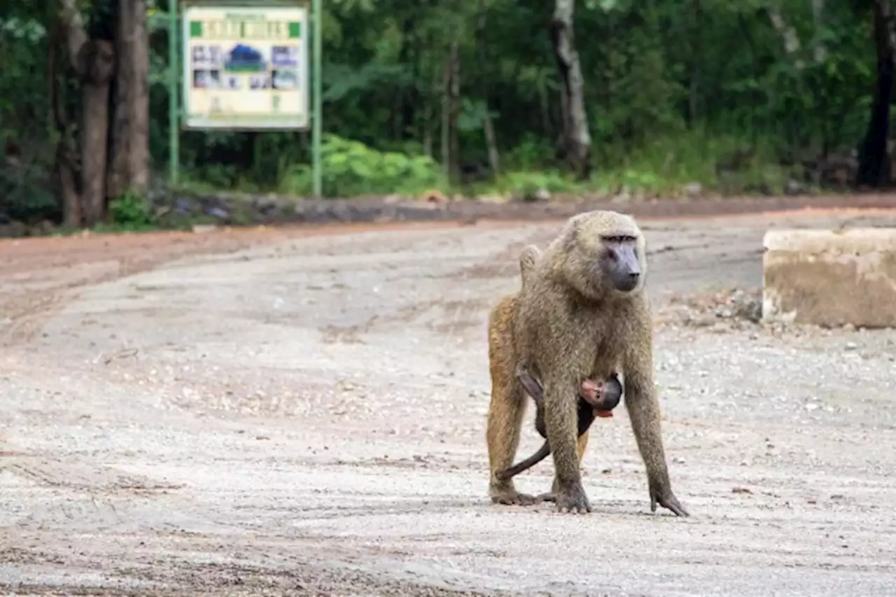 WATCH | 'Please go' - Woman wakes up to baboon casually having breakfast in her room