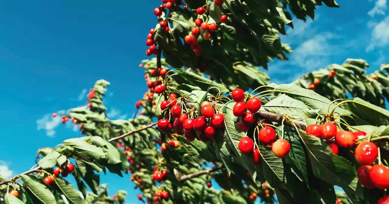 Gardening 101: Hackberry leafrollers invade North Texas