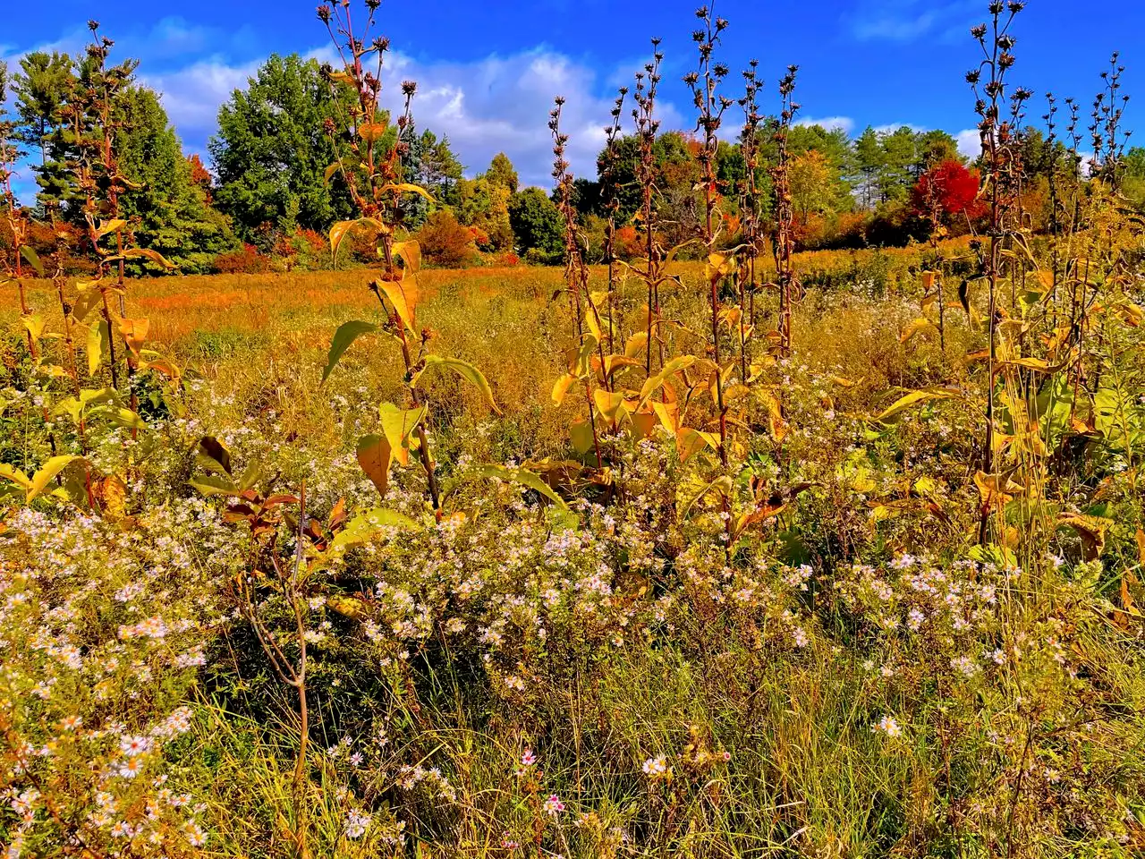 Add some gold and purple to your Northeast Ohio fall flower lineup