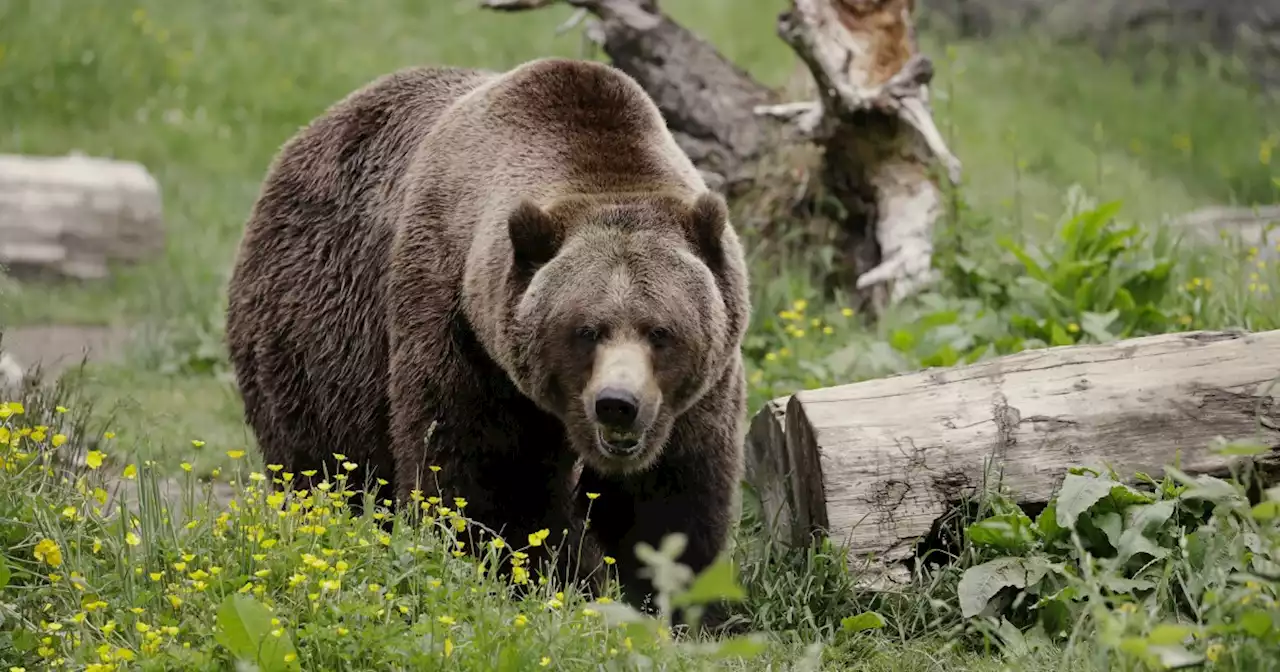 College wrestlers left bloodied and broken after fighting grizzly