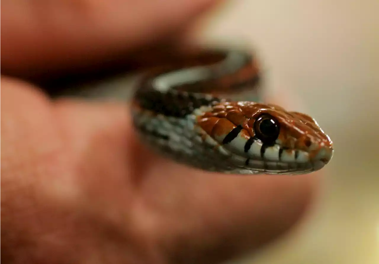 Sssurprise! Snake Hitches A Ride On Flight To New Jersey