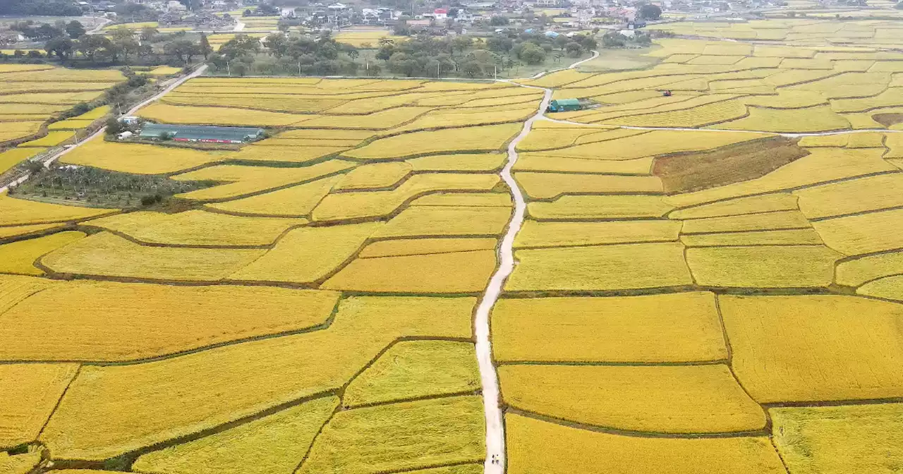 꼭꼭 숨기고픈 비경, 경주 보문들판…2가지 없어, 더 특별하다 | 중앙일보