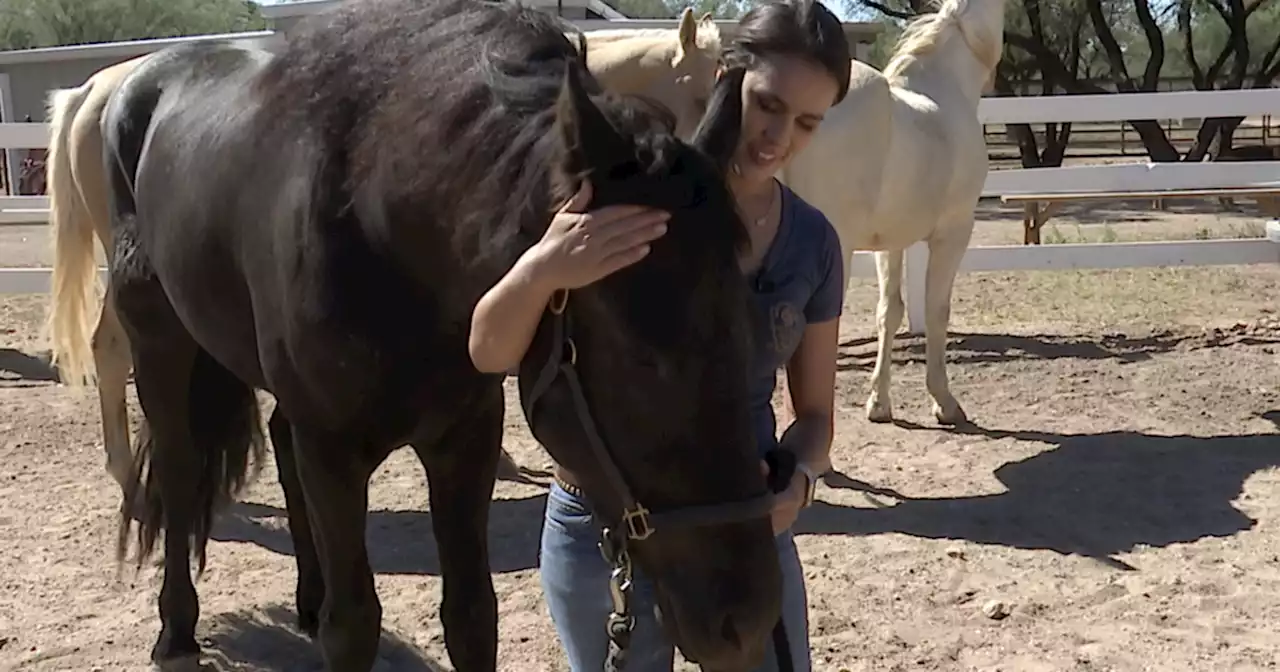 Resident near Saguaro National Park says a mountain lion attacked her horse