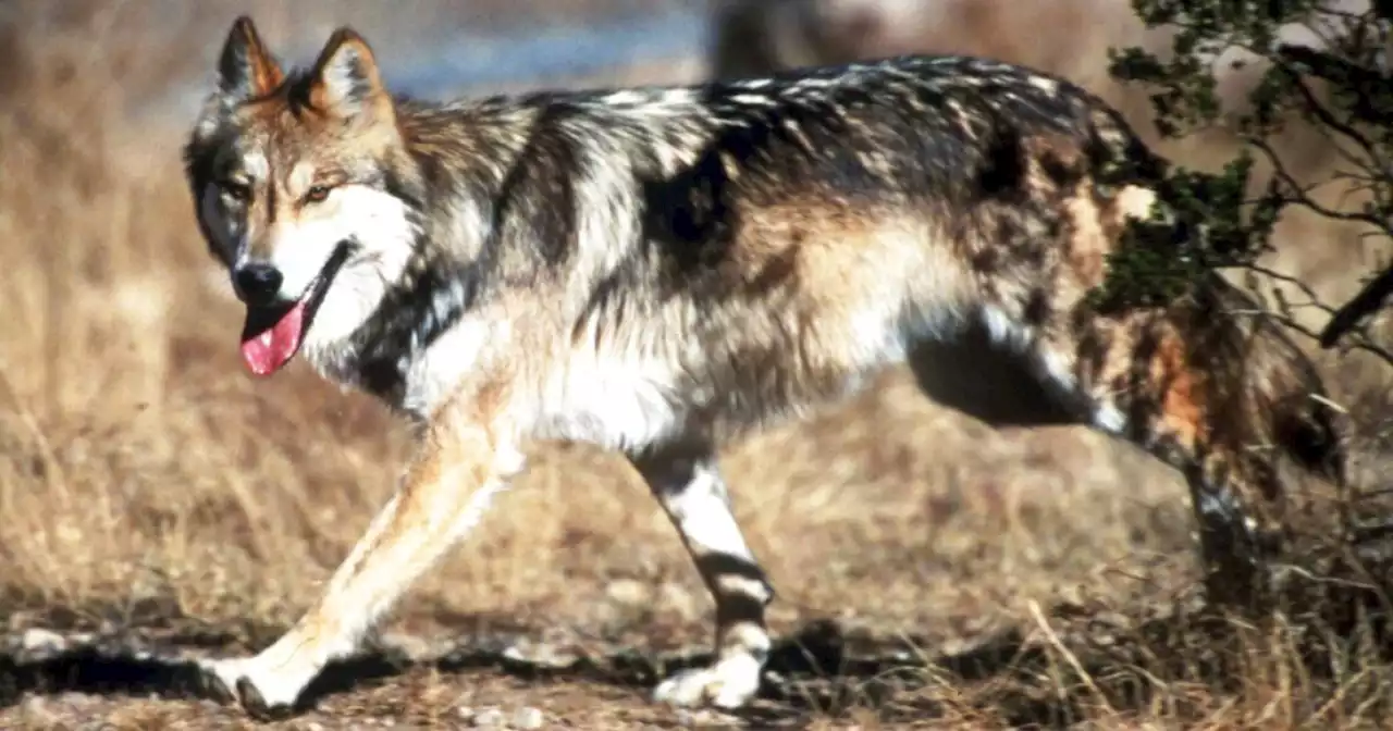 Wolf known for genetic value found dead in New Mexico