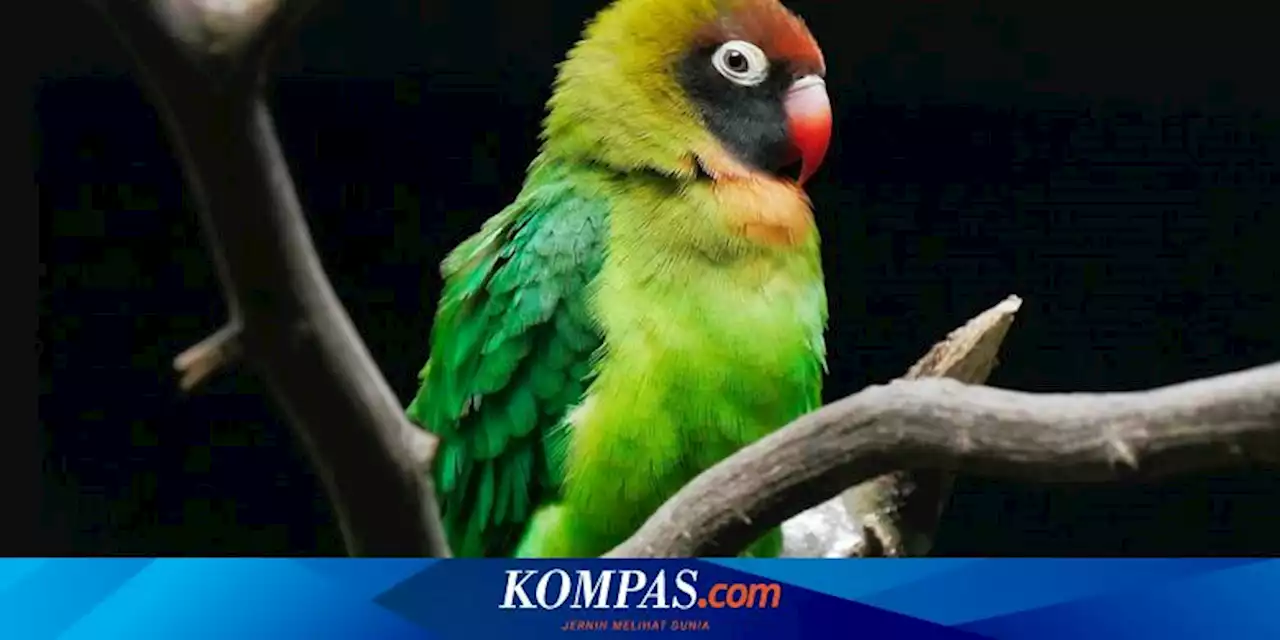 Hal-hal yang Harus Diperhatikan Saat Memelihara Lovebird