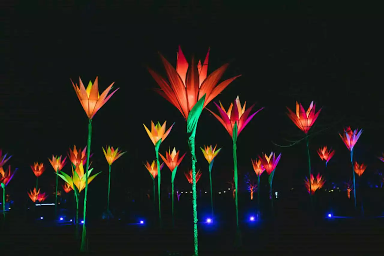 Walk through Flowers of the Forest at San Antonio’s Lightscape this holiday season