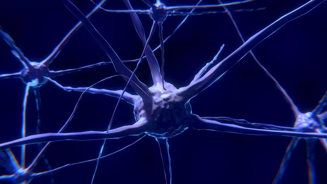 An animal-free method of creating human brain cells for research