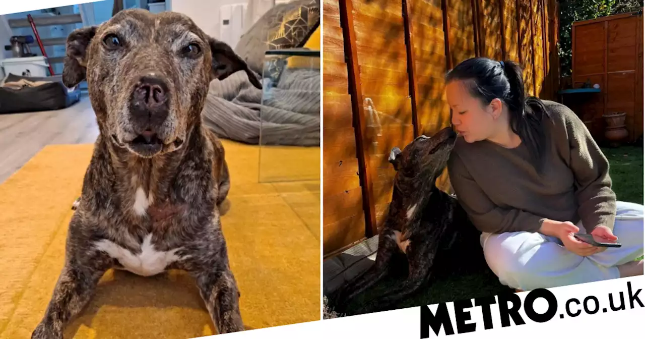 Lurcher with no nose who spent five years in kennels finally finds home