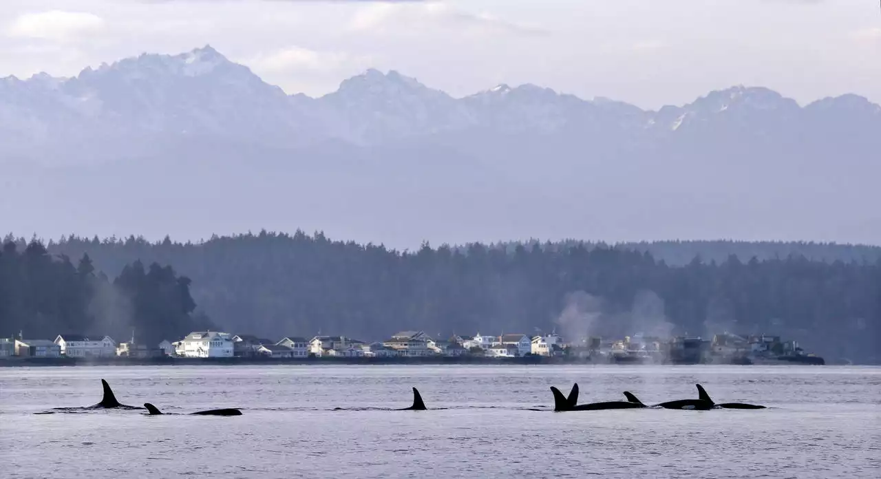 Big ships in North Puget Sound asked to slow down for orcas