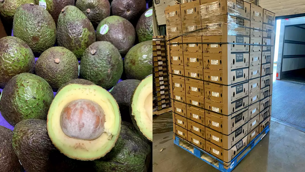 Avogeddon: Philly Nonprofit to Give Out Free Avocados at FDR Park