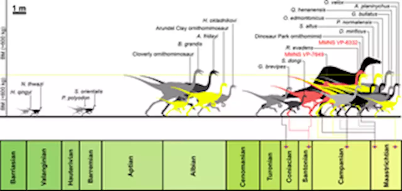 Large-bodied ornithomimosaurs inhabited Appalachia during the Late Cretaceous of North America