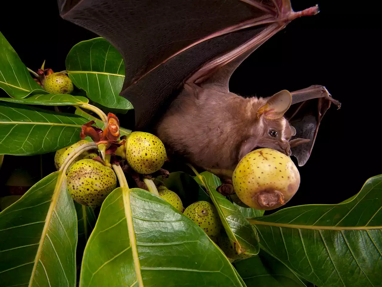 Turn your backyard into an awesome hangout for bats