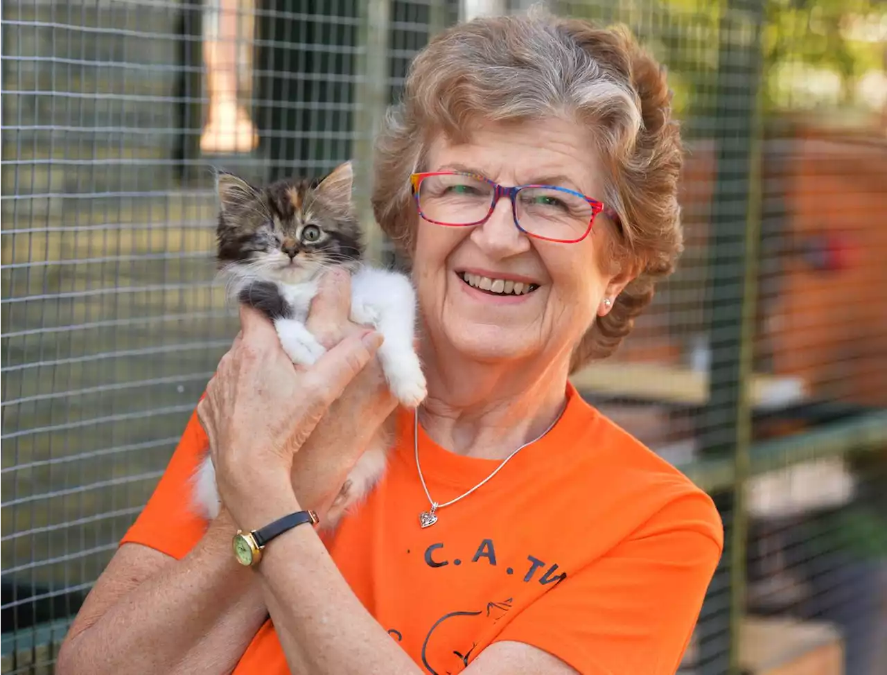 Whitchurch charity's plea for help as cost crisis forces it to stop taking in cats