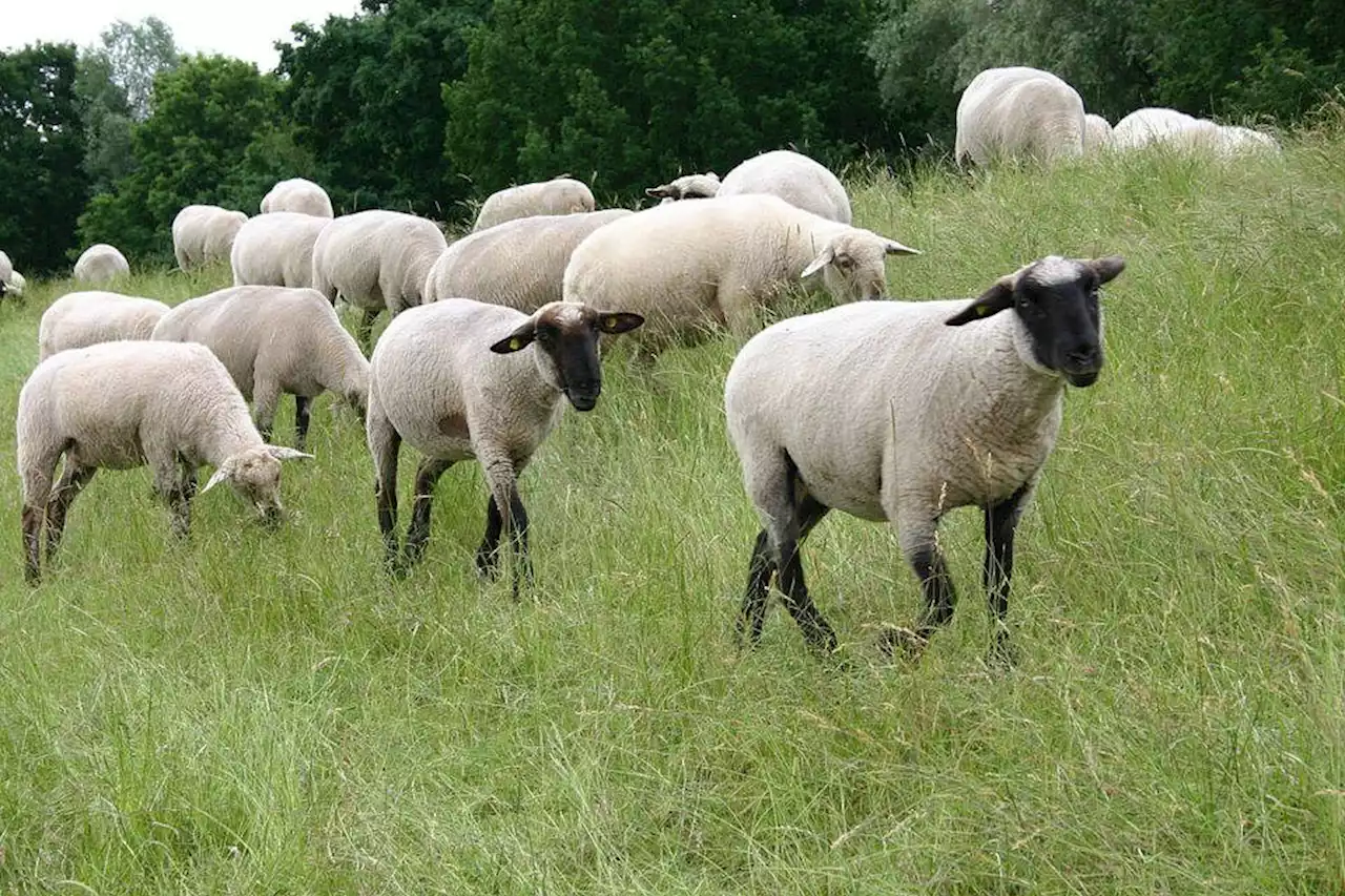 Did Sheep Walk Through Gate Despite There Being No Fence?