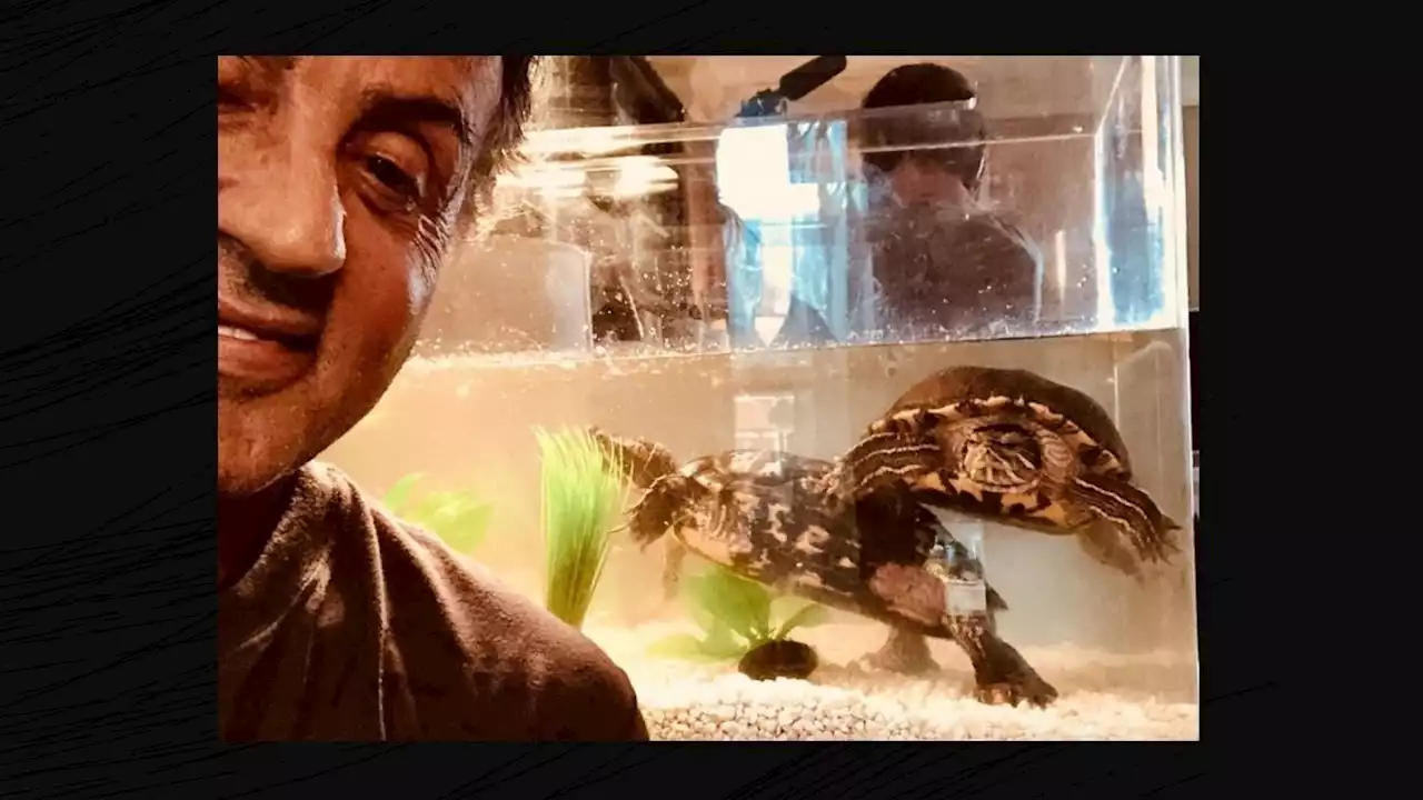 Did Stallone 'Keep' the Turtles from 'Rocky'?