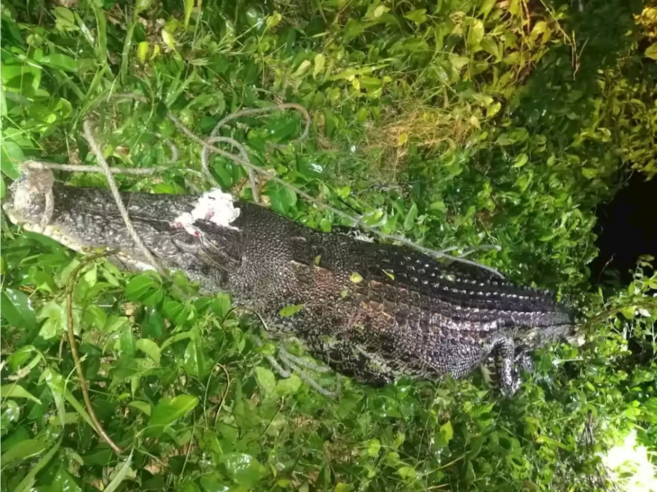 2.4m croc shot dead near Sandakan village