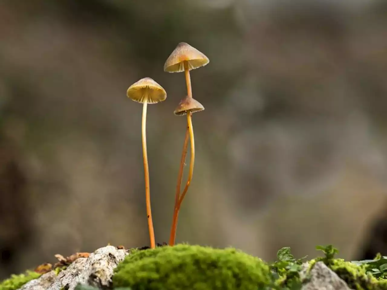 How do magic mushrooms get their magic?