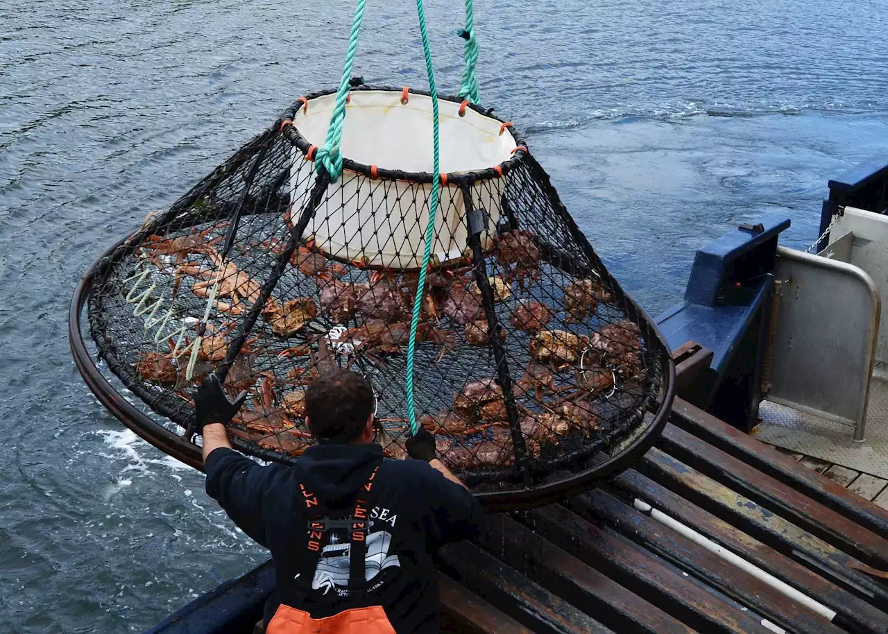 Here's Why Alaskan Snow Crabs Are Disappearing