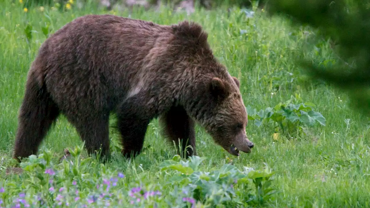 'Terrifying': Grizzly bear attacks two college students in Wyoming