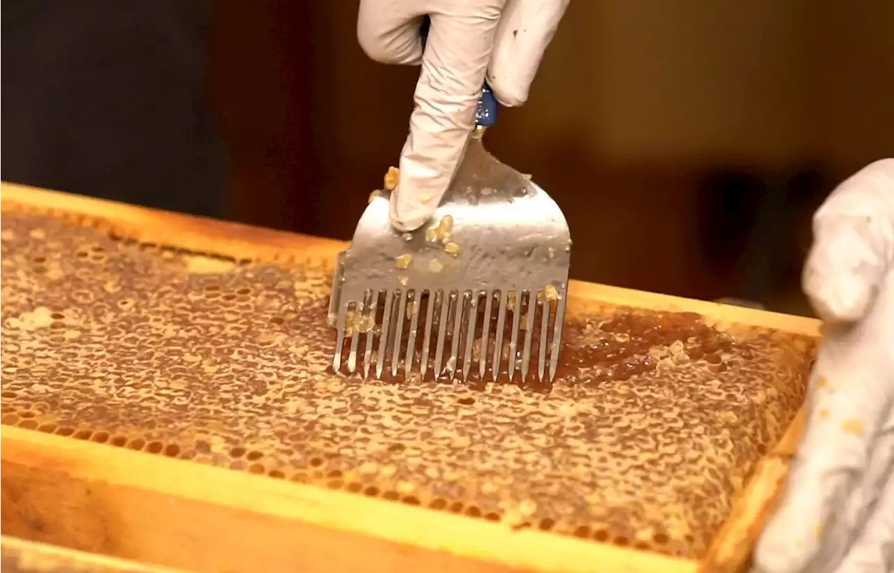 VIDEO: Honey Soon for Sale at Congressional Cemetery - Washingtonian