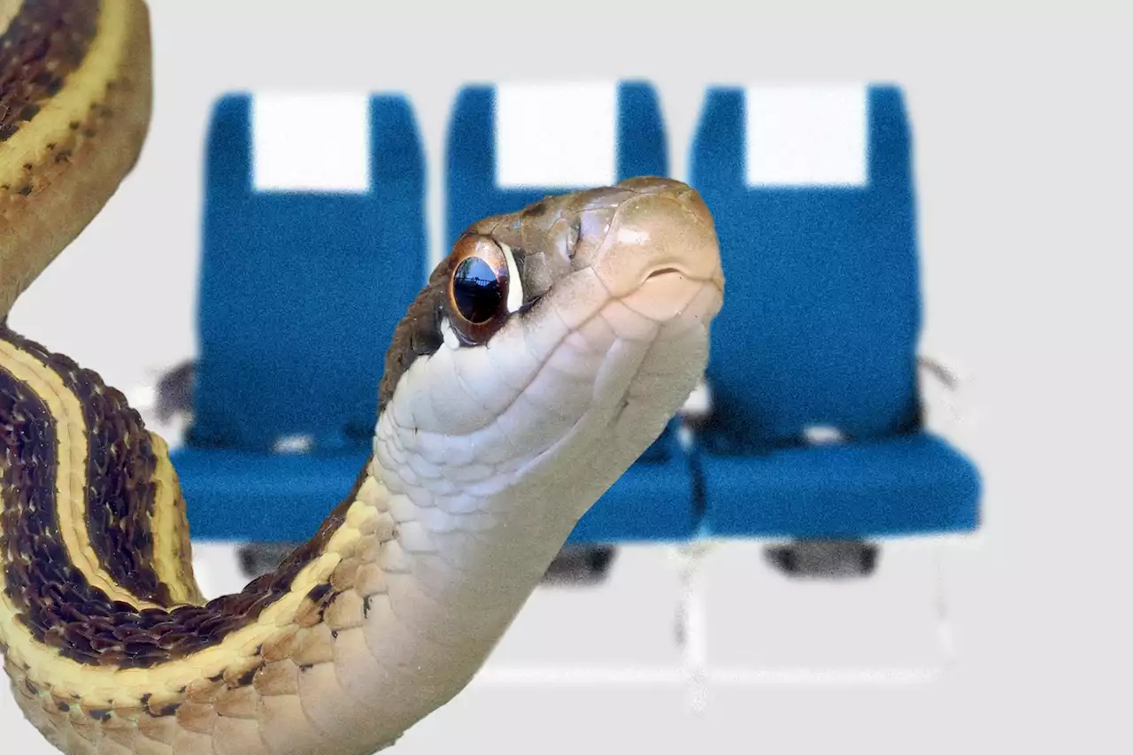 A snake snuck onto a United flight from Tampa. It’s in New Jersey now.