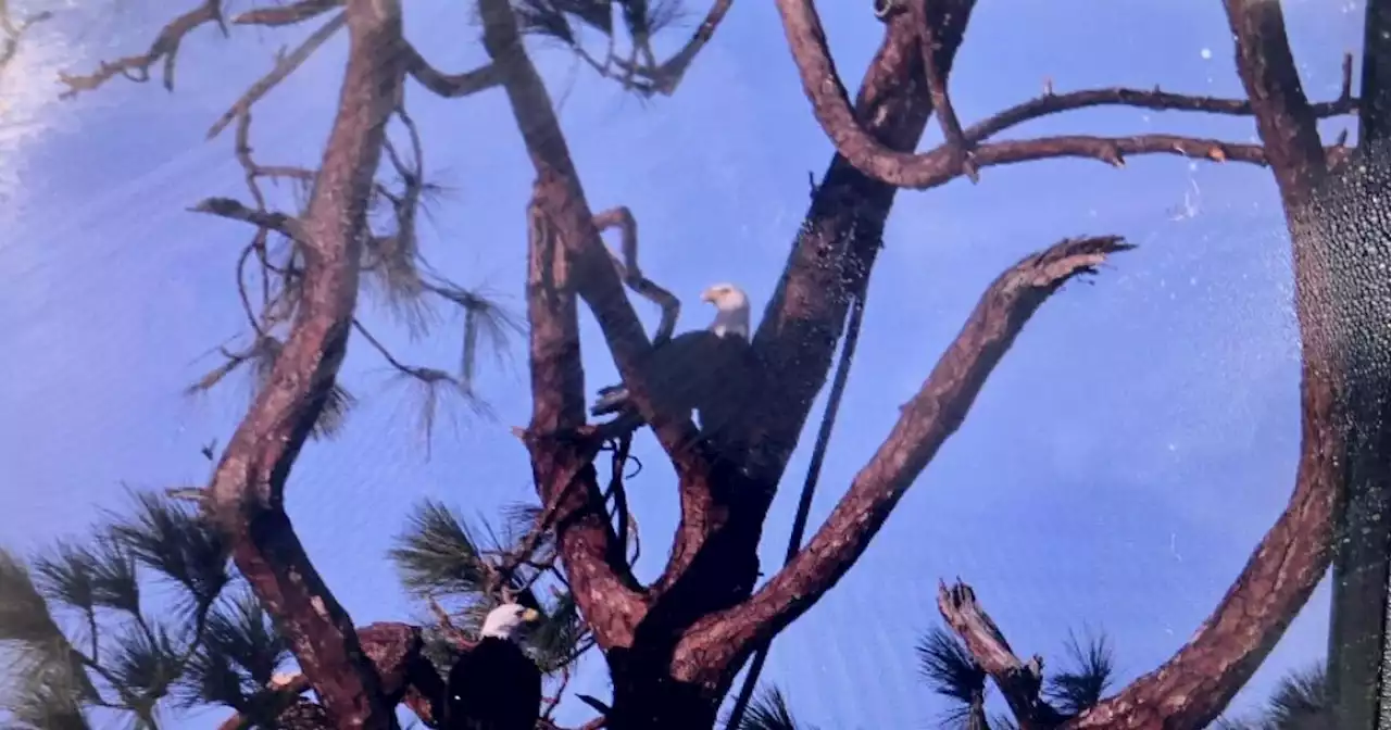 Southwest Florida Eagle Cam: 'The Eagle pairs have returned' after Hurricane Ian