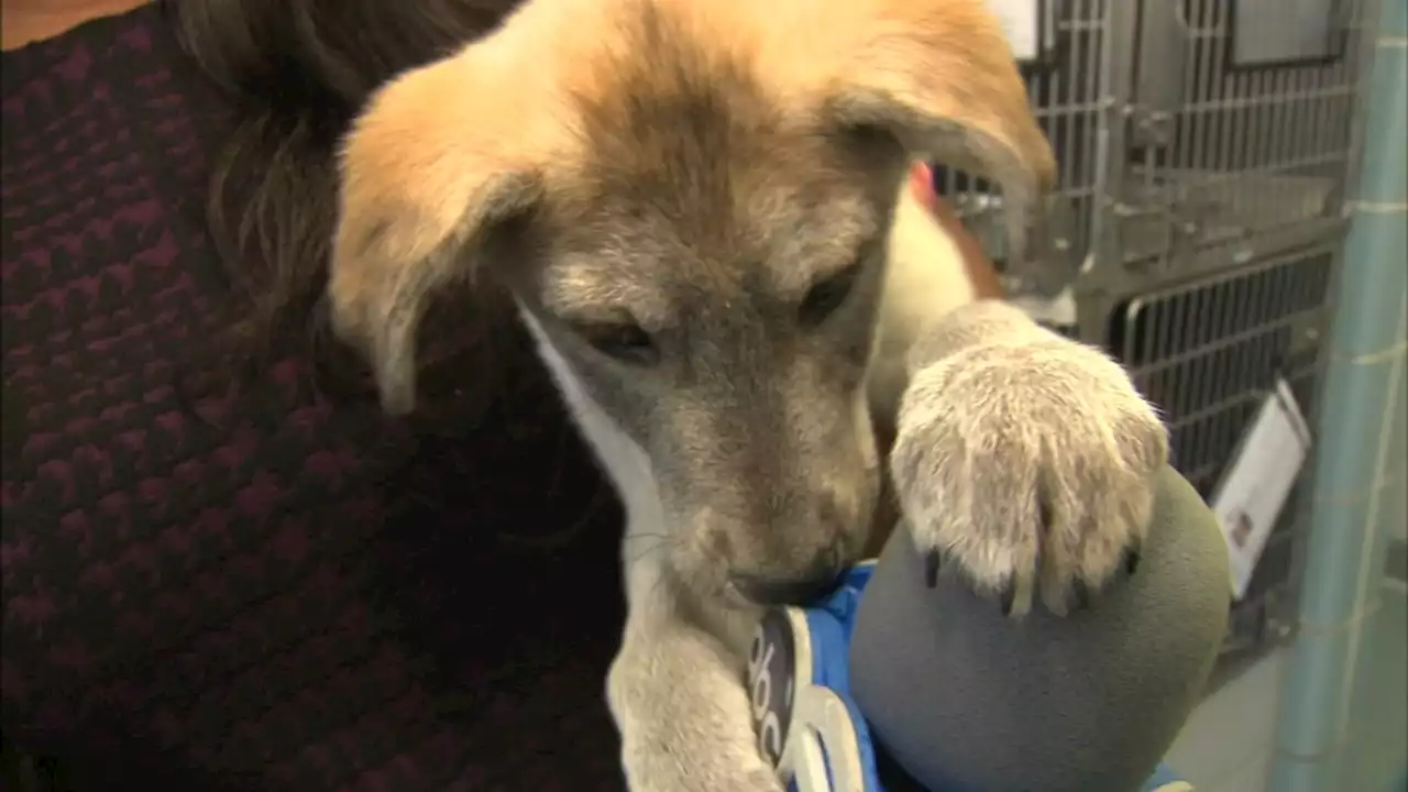 Shelter dogs displaced due to Hurricane Ian arrive in Chicago, Anti-Cruelty Society says