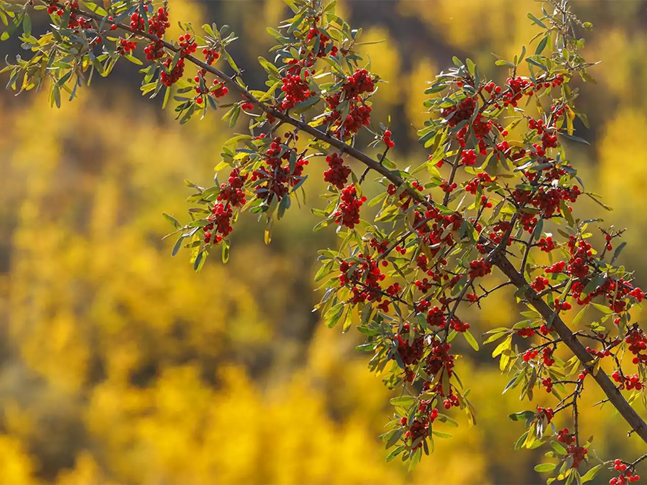 On the Road: Coulee colour