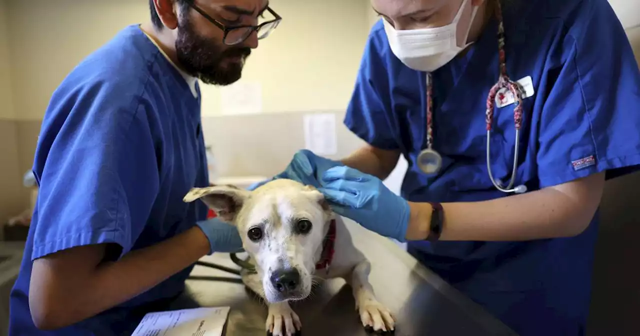 Fit for a “Princess:” 35 pets arrive safely in downtown Chicago from hurricane-ravaged Florida