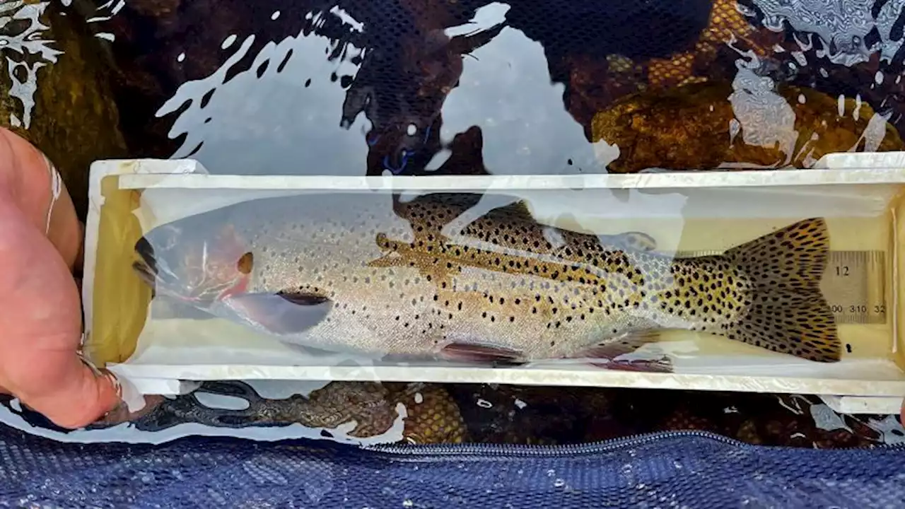 Colorado's state fish swims back from brink of extinction | CNN