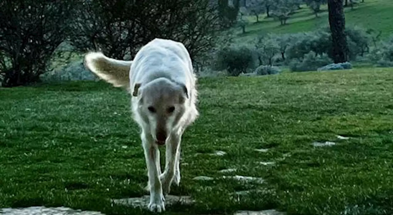 Socievole e solitario, i due Valentino