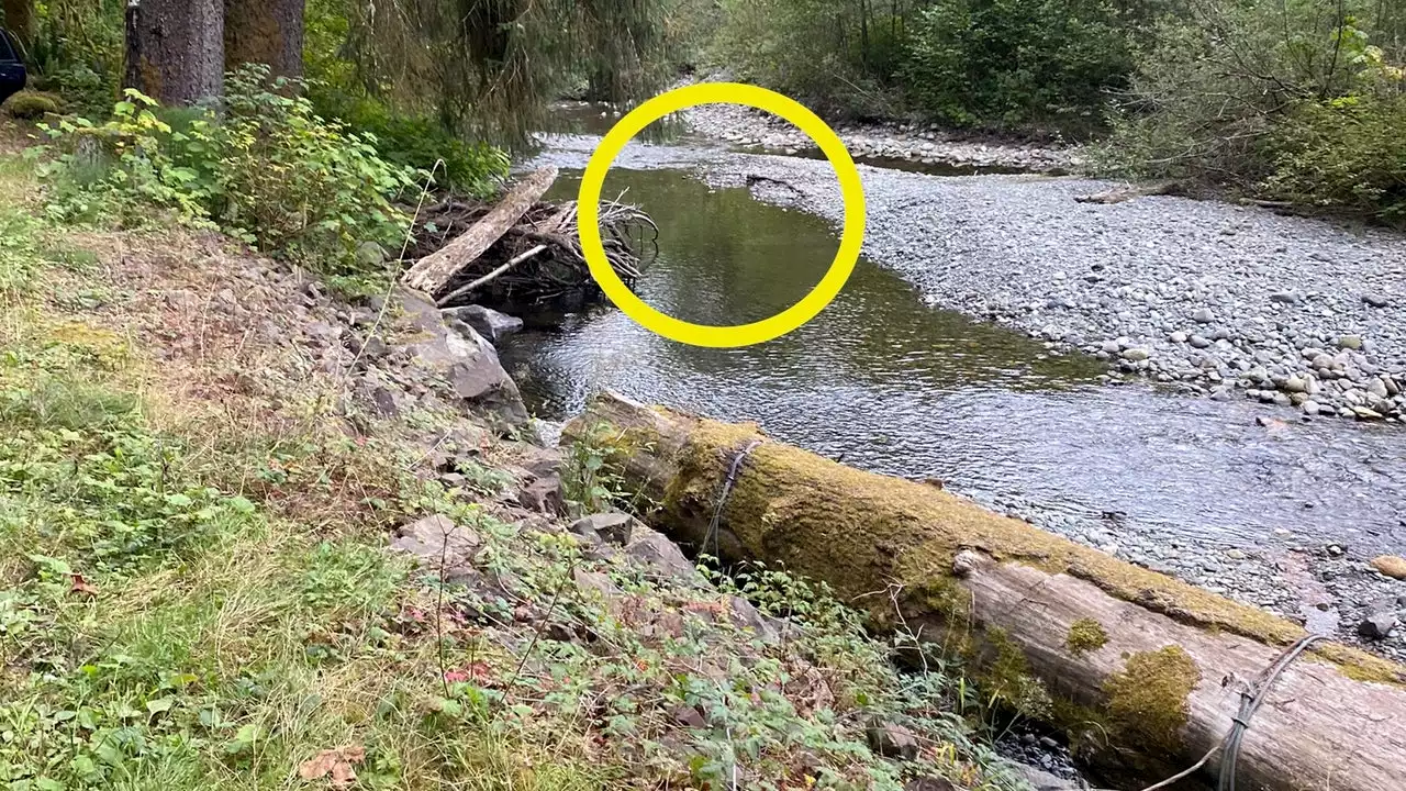 Investigators trying to solve mystery surrounding pig found shot & killed in Snohomish County Creek