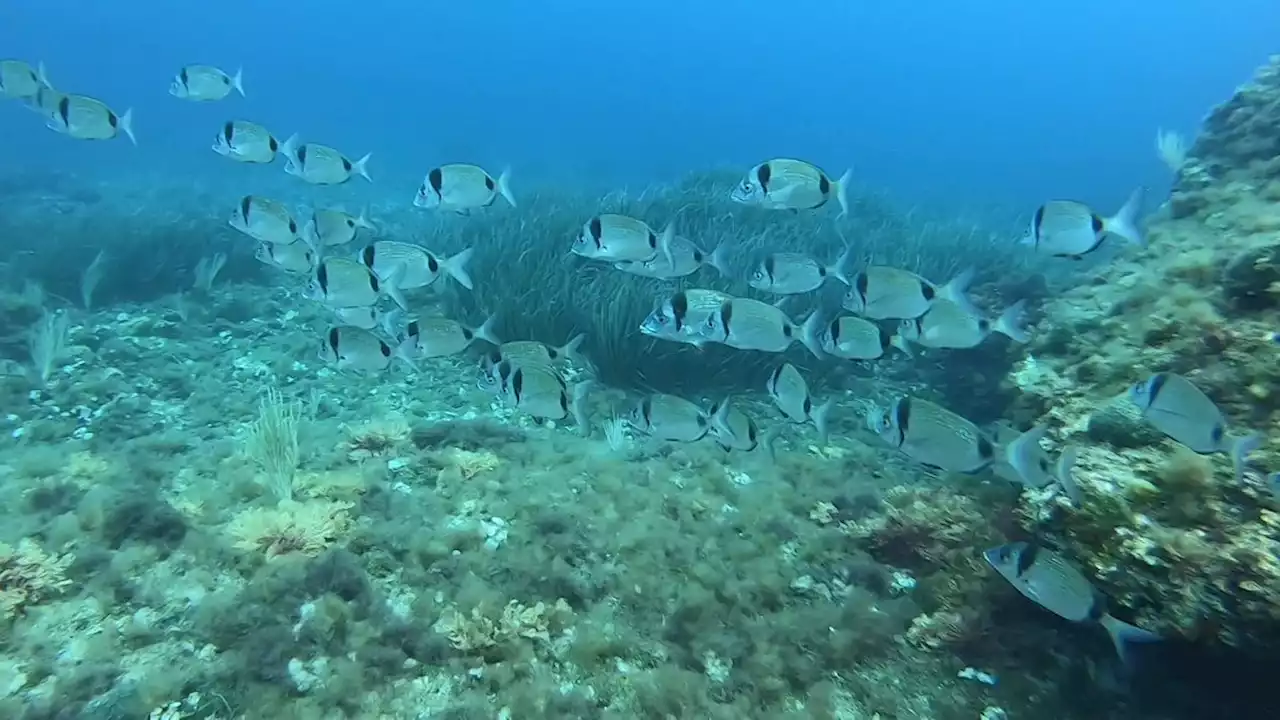 Côte Bleue : une collaboration exemplaire entre les pêcheurs et le Parc Marin