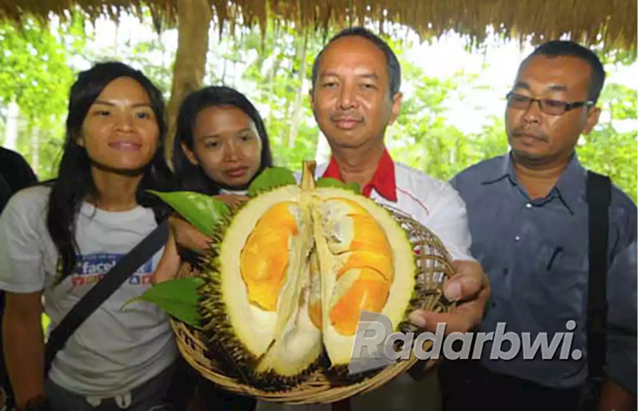 Kemarau Basah, Produktivitas Durian-Manggis Anjlok