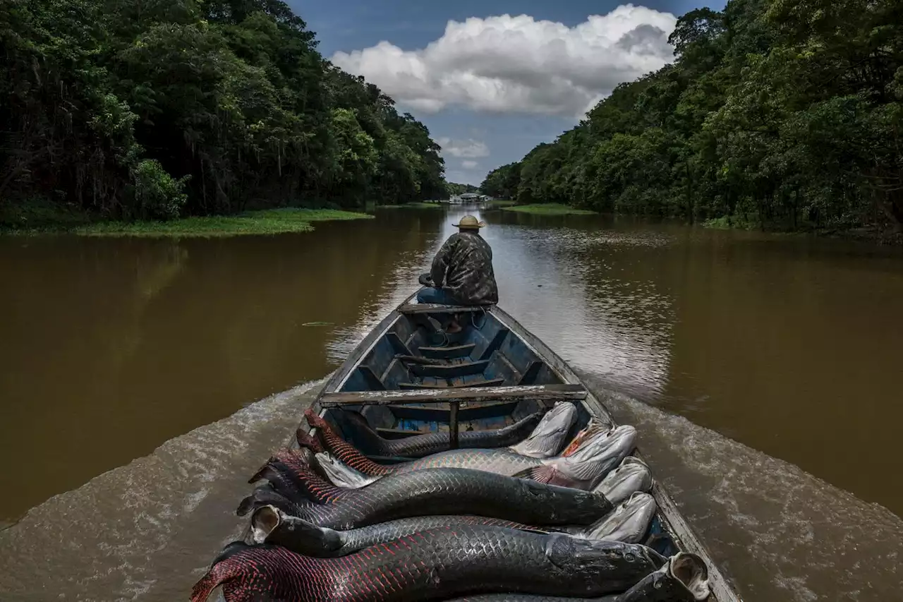 Brésil : l’Amazonie, joyau sacrifié par Jair Bolsonaro