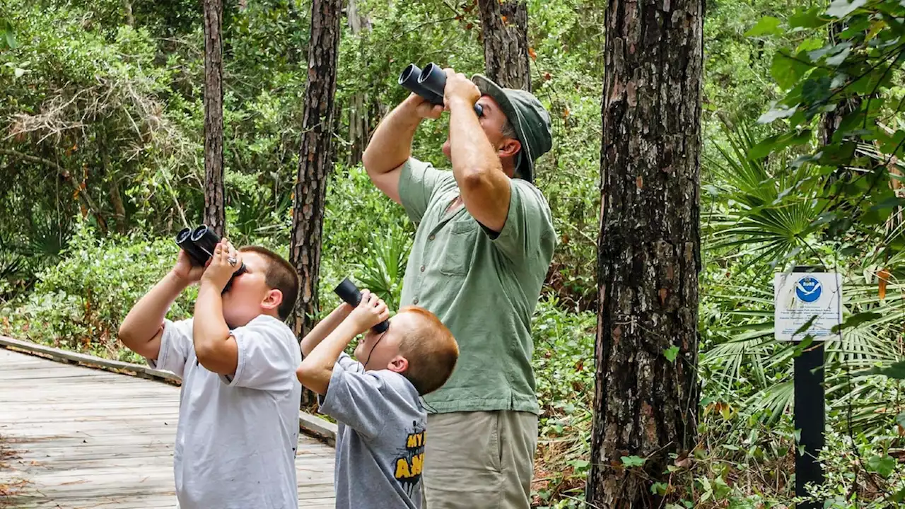 Could a birding boom in the U.S. help conservation take flight?