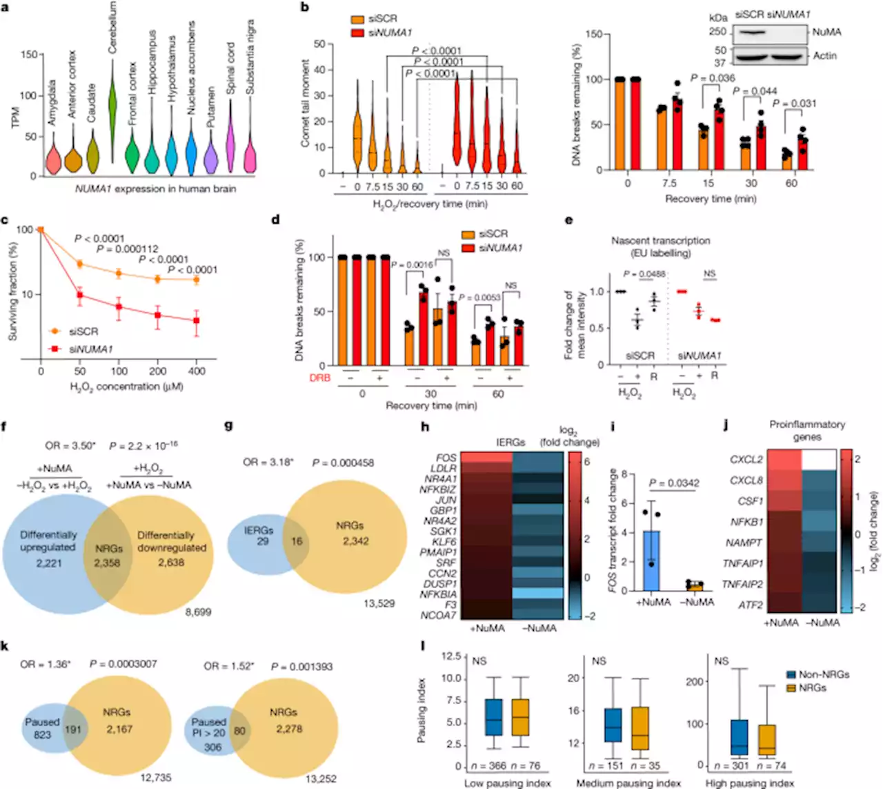 A mechanism for oxidative damage repair at gene regulatory elements - Nature