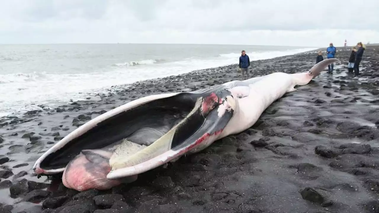 Dode vinvis die dagen voor Belgische kust dreef, aangespoeld bij Westkapelle