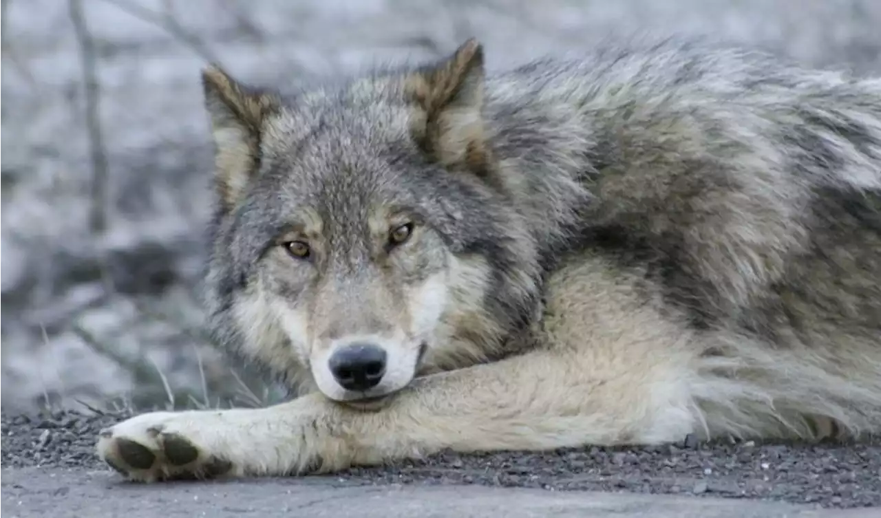 Wolf mit Schussverletzungen gefunden - Schweizer Bauer