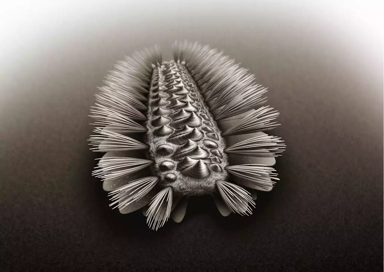 Ancestry of Three Major Animal Groups Revealed by 518-Million-Year-Old Armored Worm