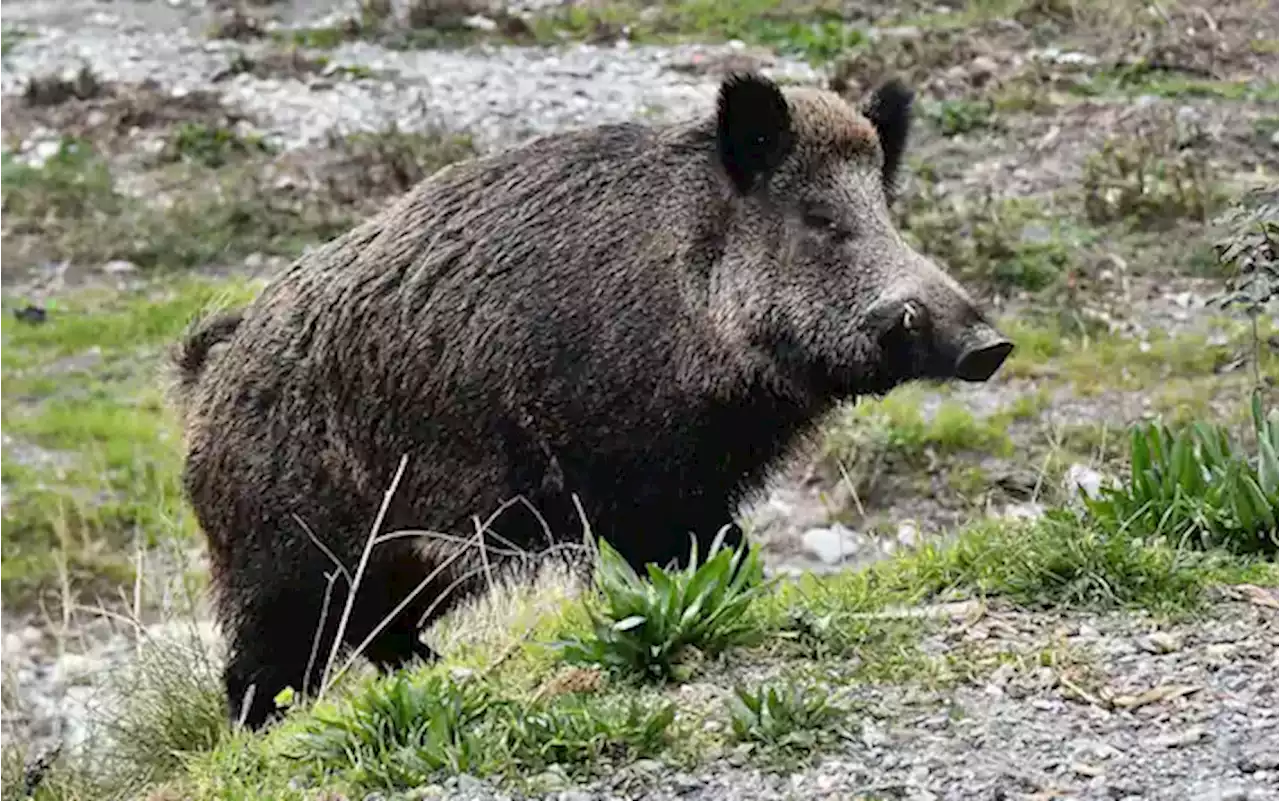 Abbattuto un cinghiale in fuga nel centro di Ivrea