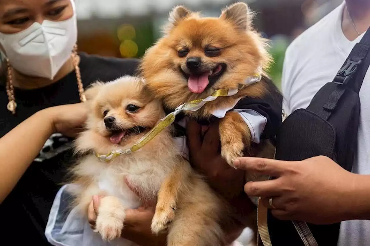 Pet weddings highlight of animal blessing ceremony in the Philippines