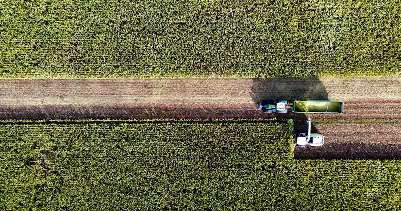 So war das Jahr 2022 für Landwirte in Homburg & Umgebung: Hitze und Dürre – Bauern im Saarpfalz-Kreis verzeichnen massive Ernteeinbußen