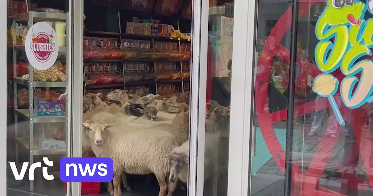 Zeg niet 'als een kind in een snoepwinkel', maar 'als een schaap in een snoepwinkel'