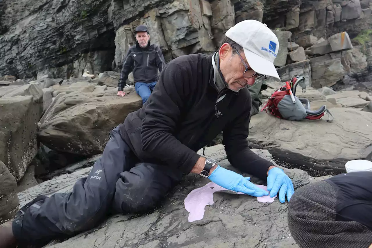 A quake may have uncovered 30 new dinosaur tracks in Alaska