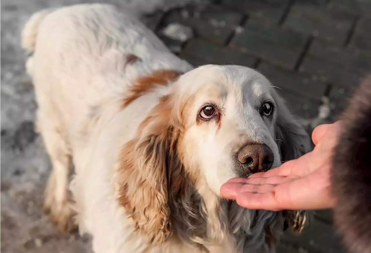 Dogs Can Smell When Humans Are Stressed Out, Study Finds