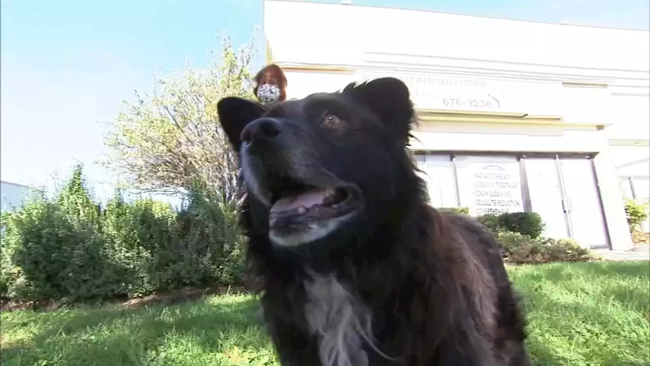 Southampton, Pa. couple's 'Grey Nose Society' pairs senior dogs with older adults