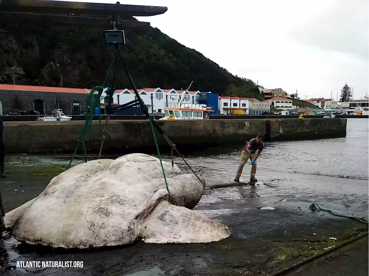 This hideous 6,000-pound monstrosity is the biggest fish ever caught